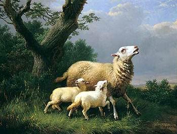  Sheep 074